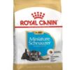 Royalcanin-miniature-schnauzer-puppy-ameanimal1