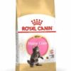 royalcanin-mainecoon-kitten-ameanimal1